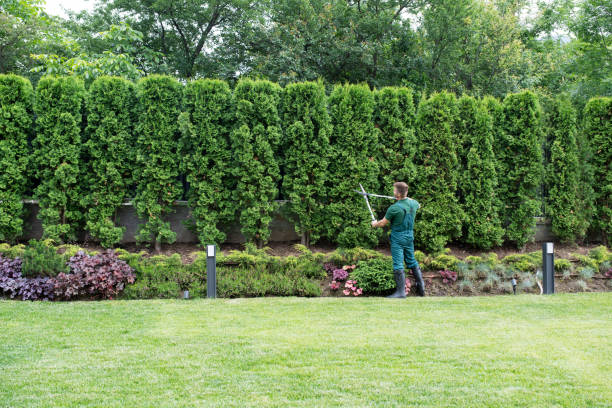 Best Tree Disease Treatment  in Hlsboro, IL